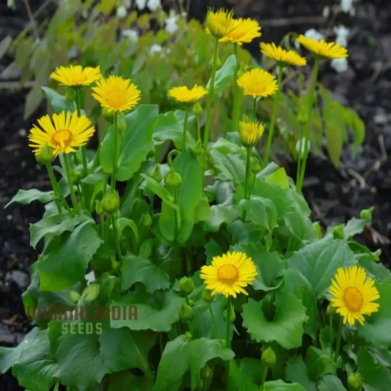Doronicum Flower Seeds ,Elevate Your Gardening Experience with Radiant, Long-Lasting Flowers
