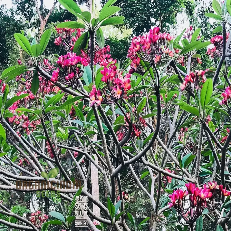 Plumeria Apricot Flower Seeds – Premium Tropical Blooms for Garden Planting