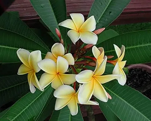 Plumeria Apricot Flower Seeds – Premium Tropical Blooms for Garden Planting