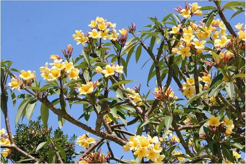 Plumeria Apricot Flower Seeds – Premium Tropical Blooms for Garden Planting