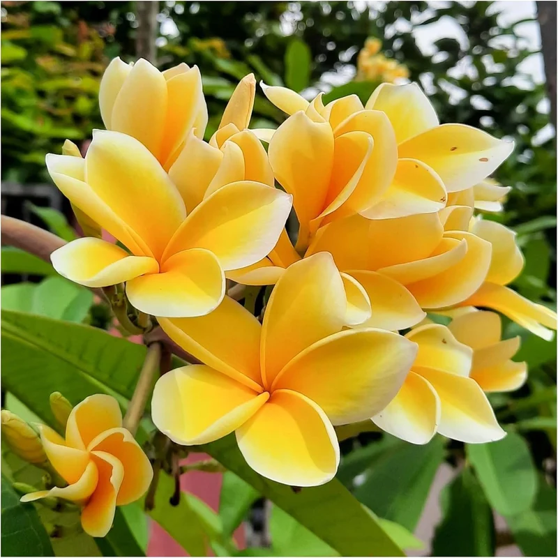 Plumeria Apricot Flower Seeds – Premium Tropical Blooms for Garden Planting