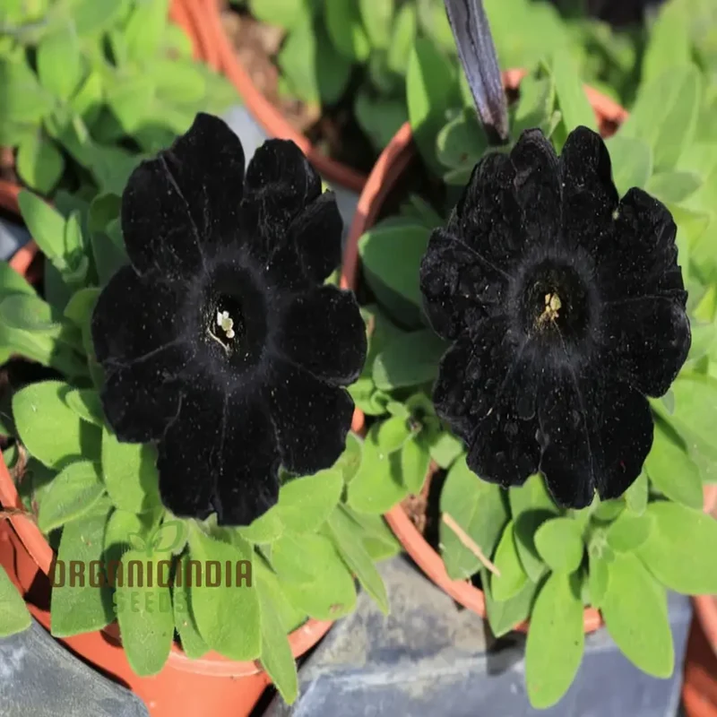 Black Petunia Flower Seeds - Dramatic Blooms for Bold Garden Statements