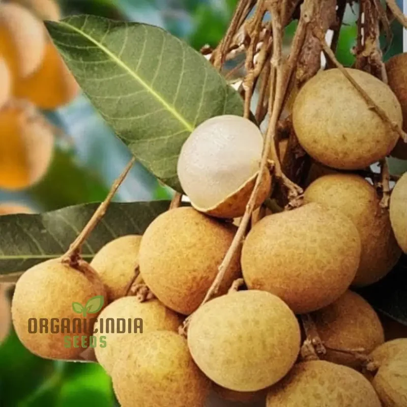 Longan Fruit Seeds: Start Your Garden Journey with Premium Quality Seeds for Luscious Logan Trees