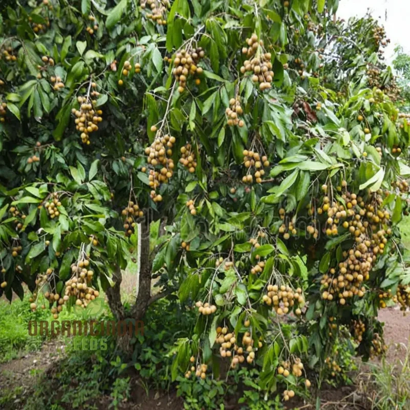 Longan Fruit Seeds: Start Your Garden Journey with Premium Quality Seeds for Luscious Logan Trees