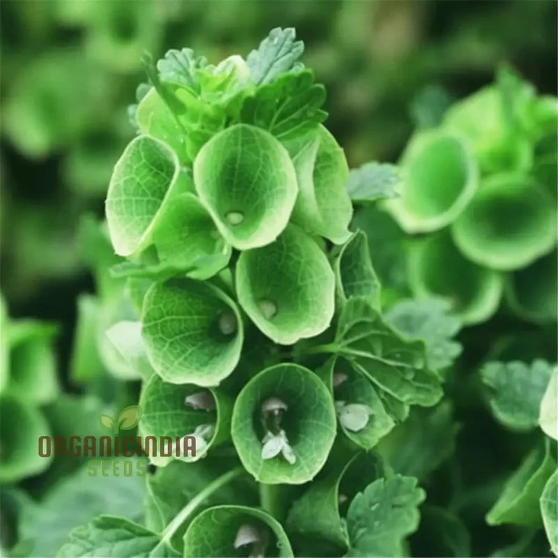 Moluccella laevis Seeds – Bells of Ireland for Lush Green Garden Foliage