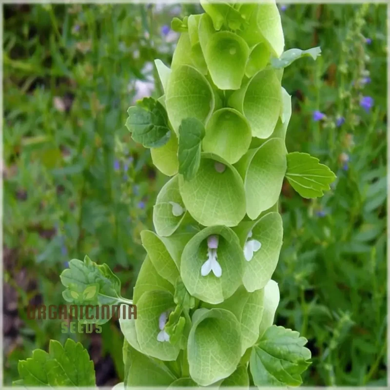 Moluccella laevis Seeds – Bells of Ireland for Lush Green Garden Foliage