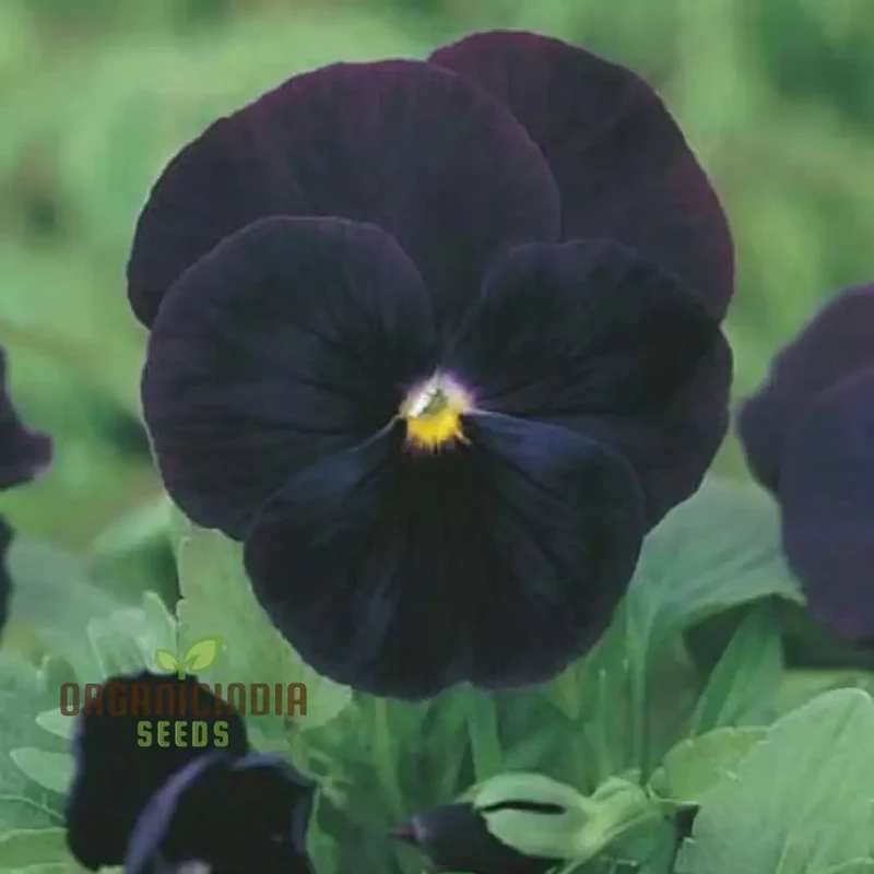 Black Pansy Flower Seeds – Unique Dark Blooms for Elegant Garden Displays