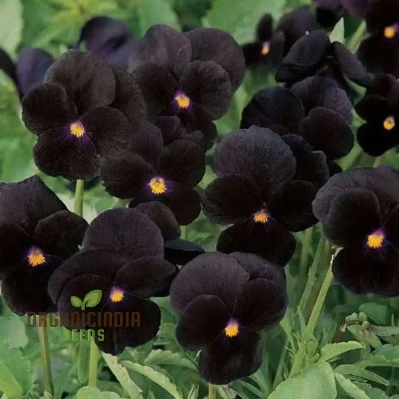 Black Pansy Flower Seeds – Unique Dark Blooms for Elegant Garden Displays