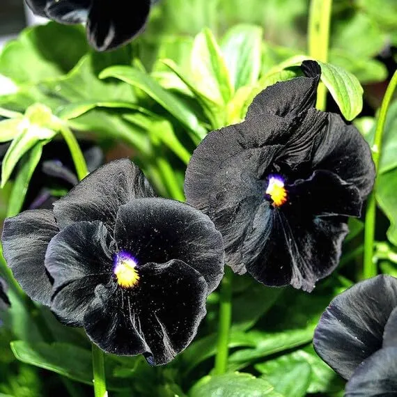 Black Pansy Flower Seeds – Unique Dark Blooms for Elegant Garden Displays