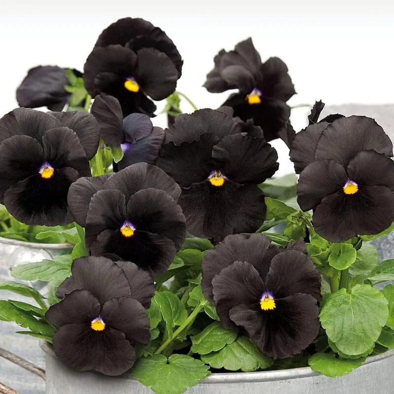 Black Pansy Flower Seeds – Unique Dark Blooms for Elegant Garden Displays