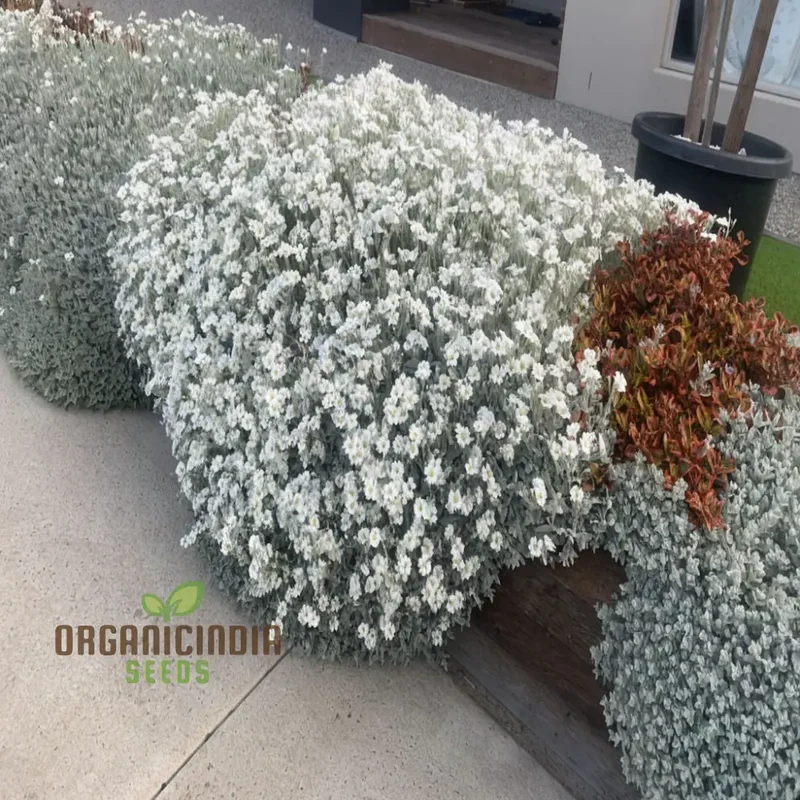 Snow in Summer White Flower Seeds , Elevate Your Gardening Experience with Delicate Blooms and Serene Beauty