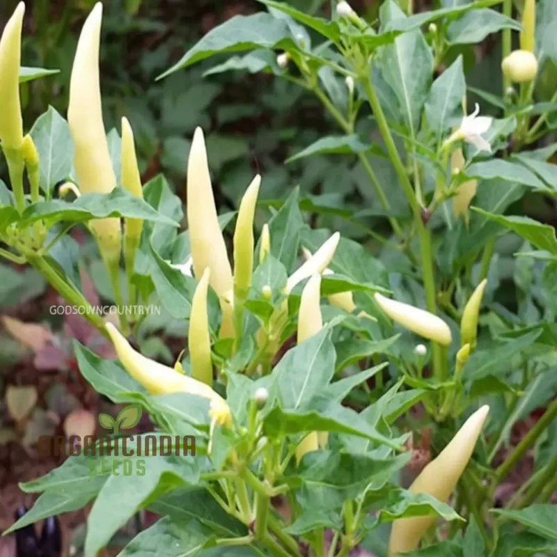 White Chili Pepper Vegetable Seeds - Unique and Spicy Peppers for Your Garden