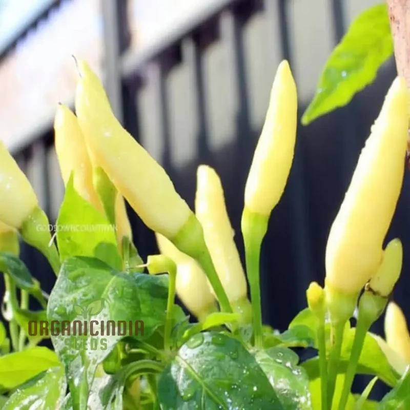 White Chili Pepper Vegetable Seeds - Unique and Spicy Peppers for Your Garden