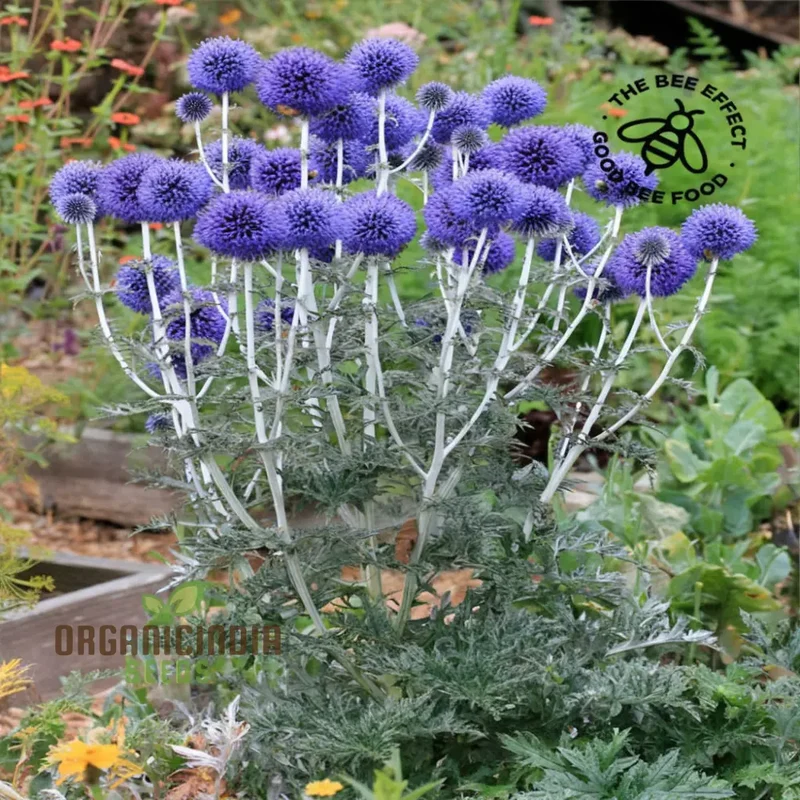 Taplow Blue Globe Thistle Seeds – Unique Spiky Blue Blooms for Pollinator Gardens, Borders, Wildlife Spaces & Perennial Landscaping