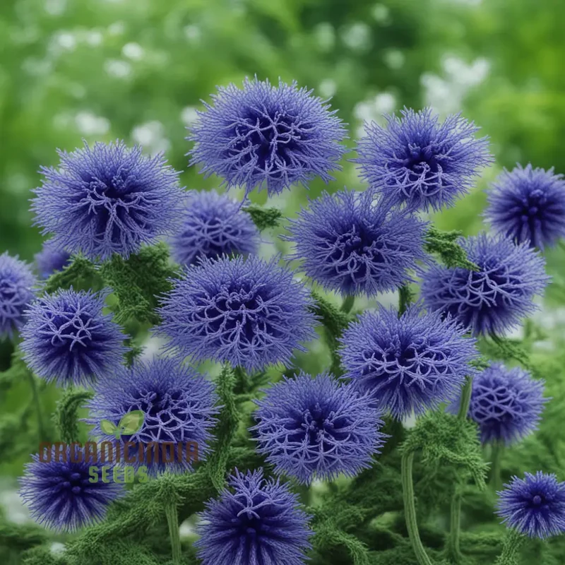 Taplow Blue Globe Thistle Seeds – Unique Spiky Blue Blooms for Pollinator Gardens, Borders, Wildlife Spaces & Perennial Landscaping