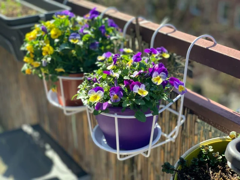 Mini Pansy Flower Seeds – Charming Petite Blooms for Delightful Garden Displays