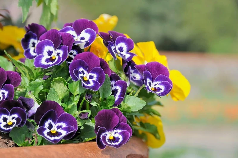Mini Pansy Flower Seeds – Charming Petite Blooms for Delightful Garden Displays