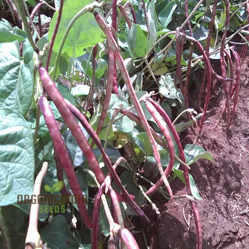 Pink Eyed Purple Hulled Beans Vegetable Seeds â€“ Elevate Your Gardening with Nutritious, Colorful Beans