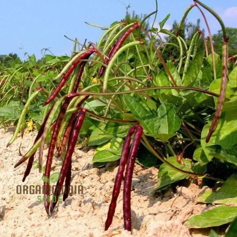 Pink Eyed Purple Hulled Beans Vegetable Seeds â€“ Elevate Your Gardening with Nutritious, Colorful Beans