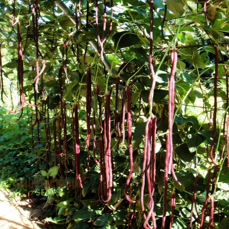 Pink Eyed Purple Hulled Beans Vegetable Seeds â€“ Elevate Your Gardening with Nutritious, Colorful Beans