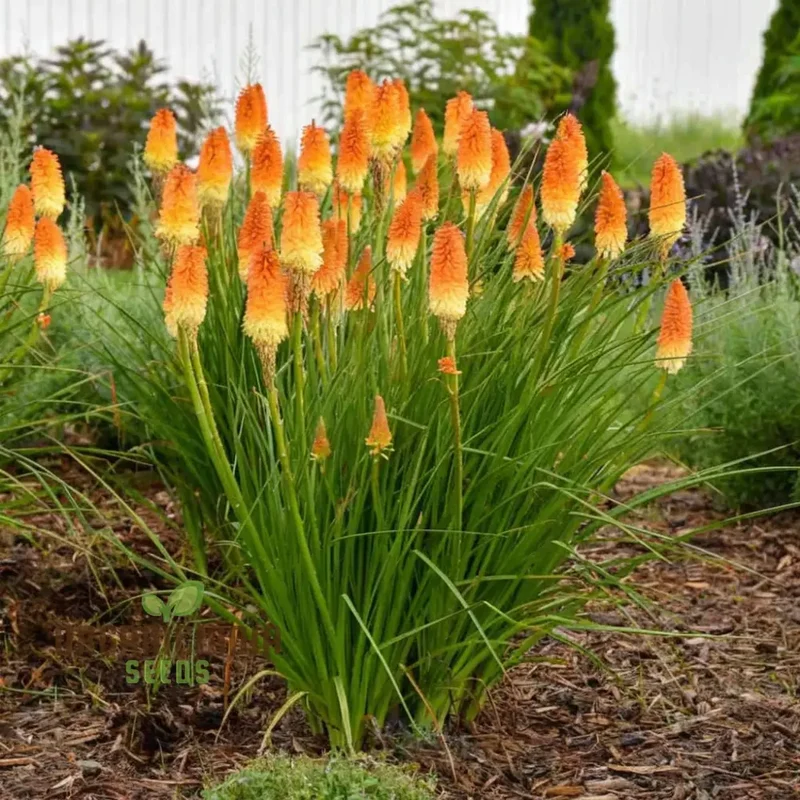 Torch Lily Flower Seeds