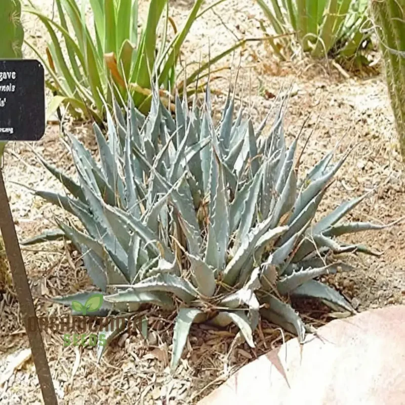 Green Agave utahensis Plant Seeds, Hardy Desert Succulents, Striking and Resilient Garden, Easy-to-Growing plant