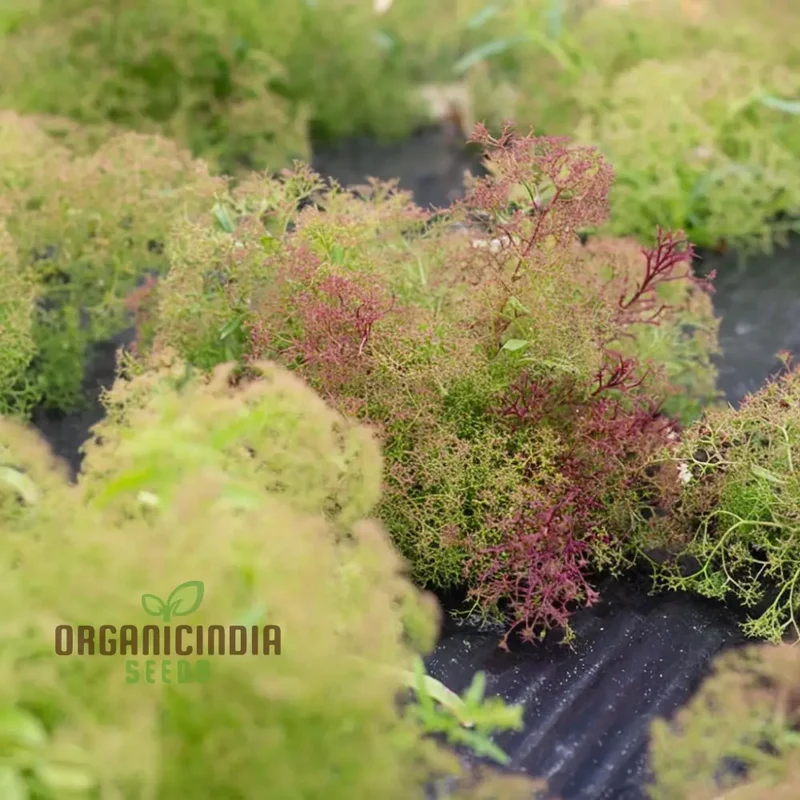 Teloxys Seafoam Plant Seeds - Create Your Own Coastal Oasis with Ethereal Foliage