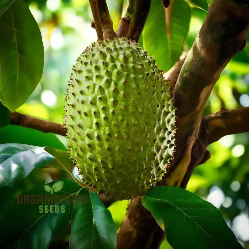 Giant Soursop Tropical Fruit Seeds Grow Your Own Exquisite, Lush Tropical Delights with Expert Planting and Gardening