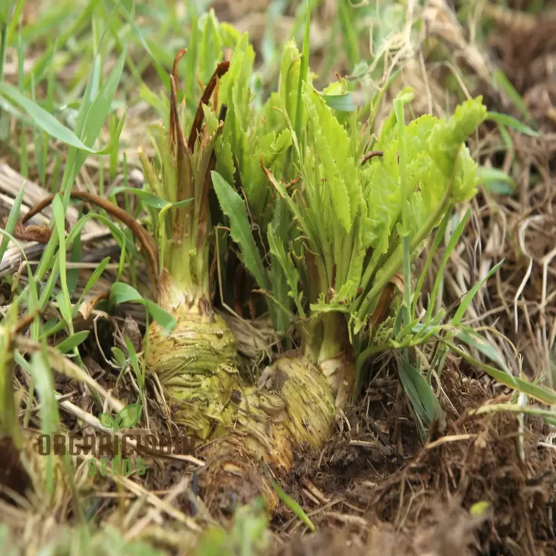 Horseradish Vegetable Seeds - Elevate Your Gardening with Robust, Flavorful Roots for Culinary Delights