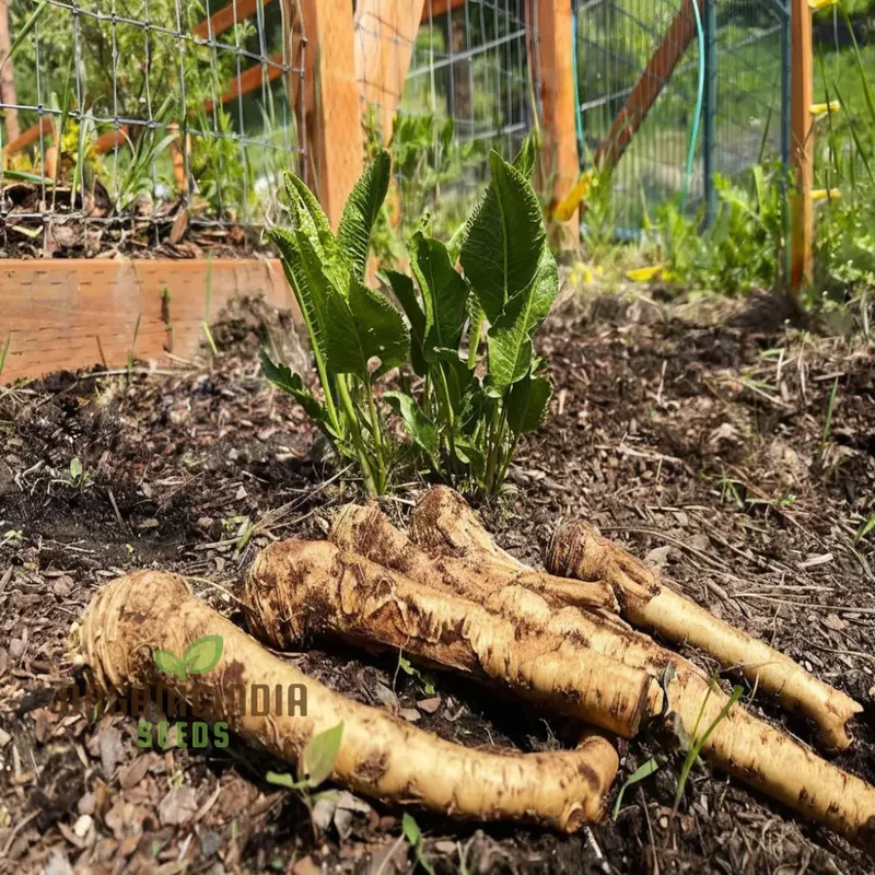 Horseradish Vegetable Seeds - Elevate Your Gardening with Robust, Flavorful Roots for Culinary Delights