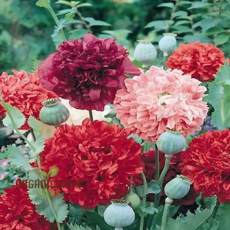 Double Peony Flower Seeds for Your Gardening Delight: Elevate Your Garden with Lush Blooms