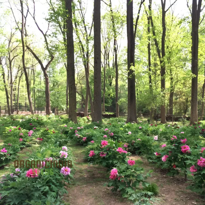 Double Peony Flower Seeds for Your Gardening Delight: Elevate Your Garden with Lush Blooms