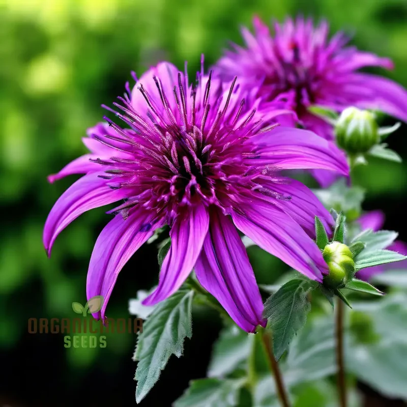 Purple Monarda didyma Flower Seeds, Vibrant and Fragrant Garden Blooms, Easy-to-Grow and Adding Color to Your Landscape