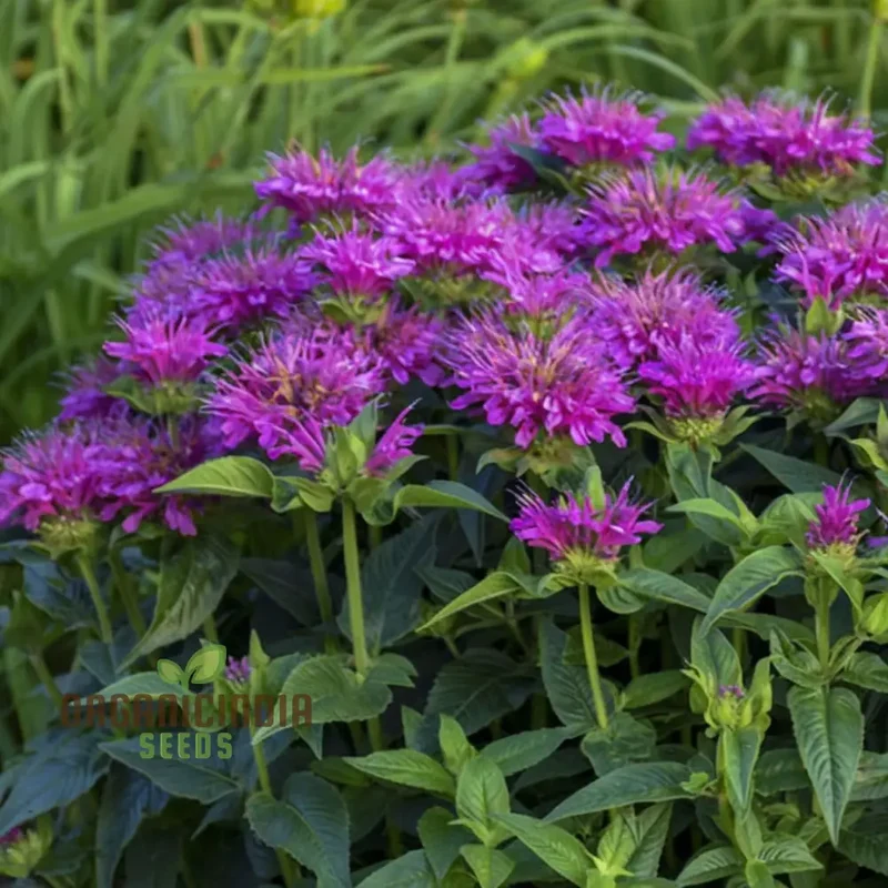 Purple Monarda didyma Flower Seeds, Vibrant and Fragrant Garden Blooms, Easy-to-Grow and Adding Color to Your Landscape