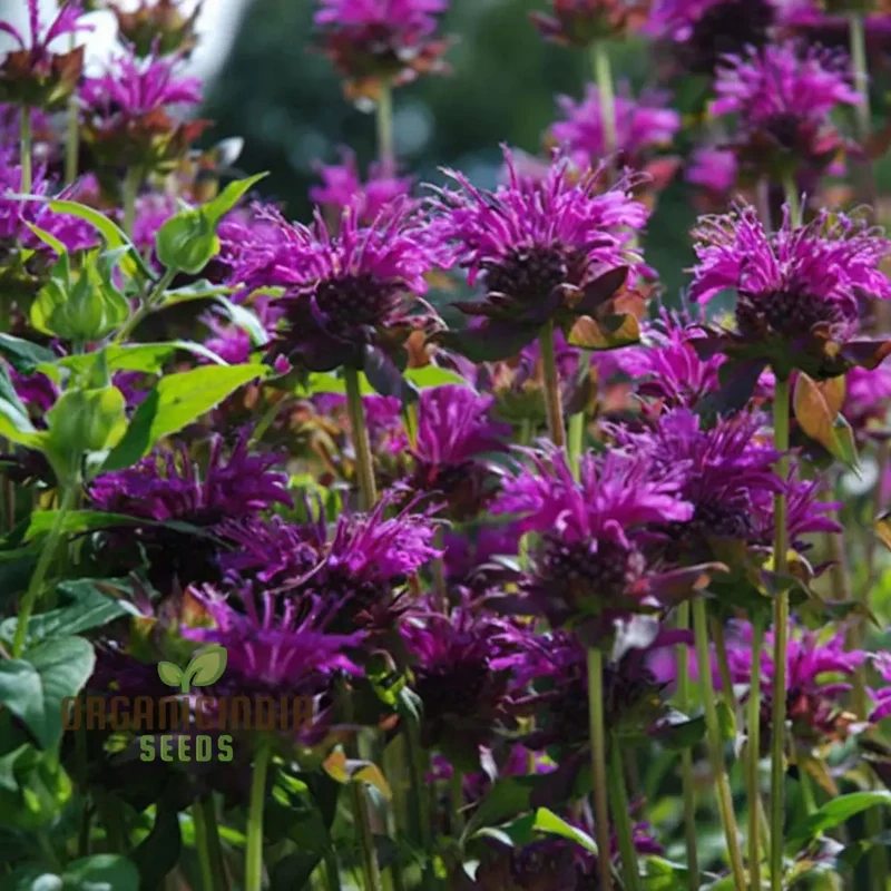 Purple Monarda didyma Flower Seeds, Vibrant and Fragrant Garden Blooms, Easy-to-Grow and Adding Color to Your Landscape