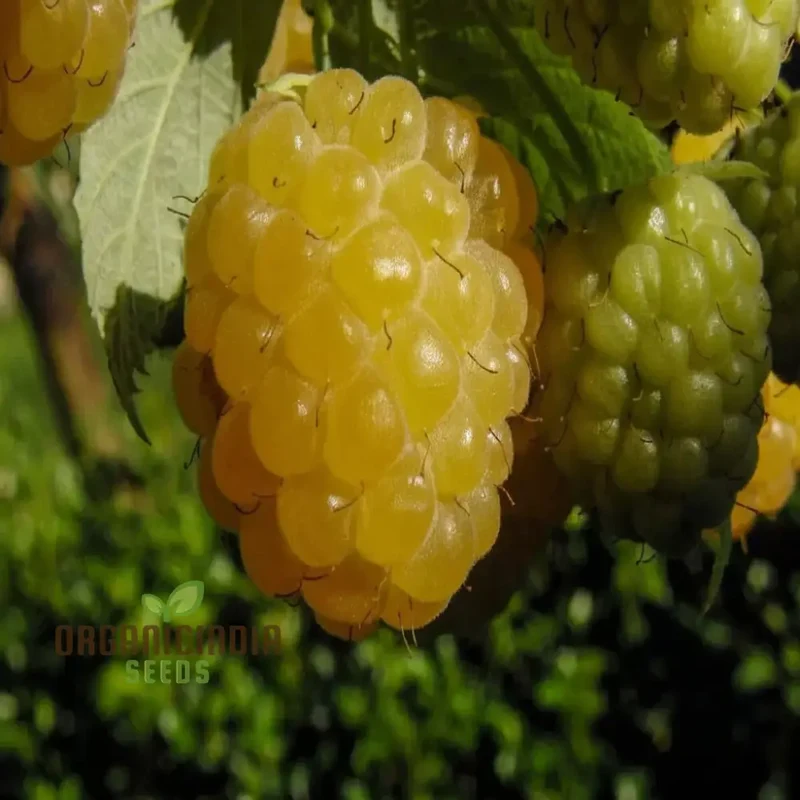 Exquisite Golden Raspberry Fruit Seeds - Cultivate Your Garden with Lush, Delicious Berries through Expert Planting and Gardening Techniques