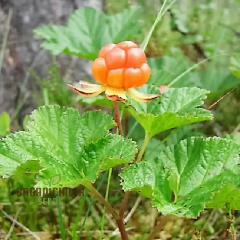 Exquisite Golden Raspberry Fruit Seeds - Cultivate Your Garden with Lush, Delicious Berries through Expert Planting and Gardening Techniques