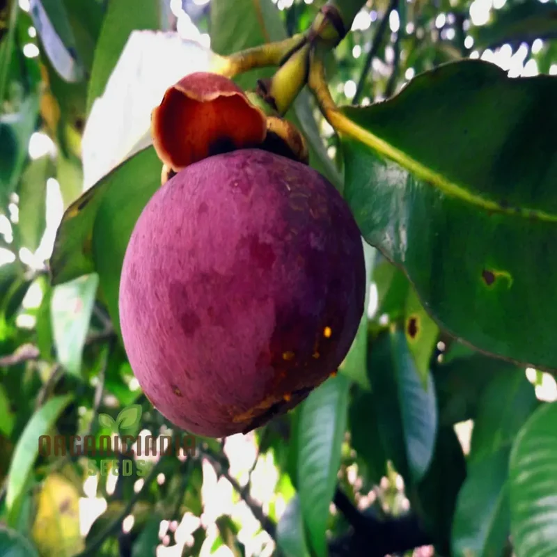 Mangosteen Fruit Seeds - Grow Your Own Exotic Tropical Treats