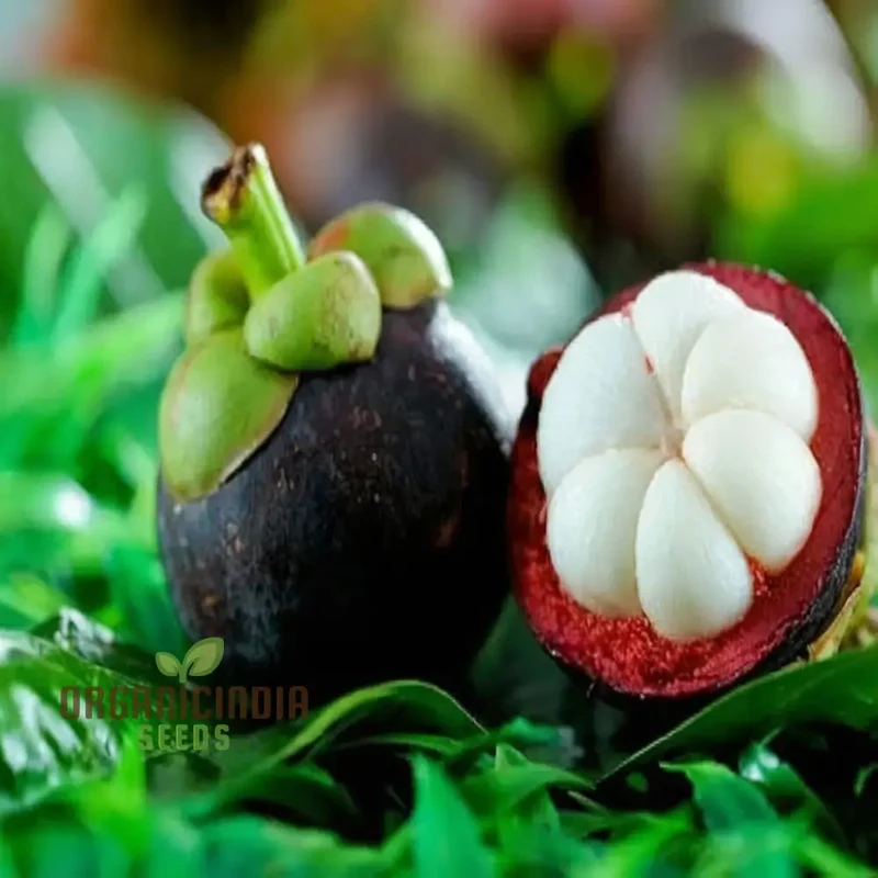 Mangosteen Fruit Seeds - Grow Your Own Exotic Tropical Treats