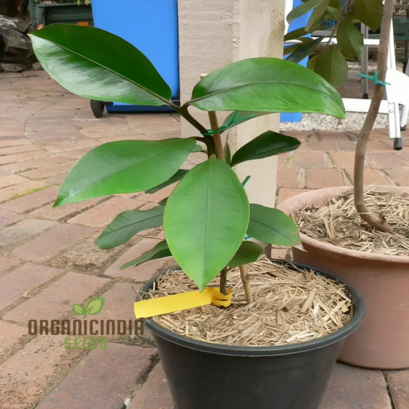 Mangosteen Fruit Seeds - Grow Your Own Exotic Tropical Treats
