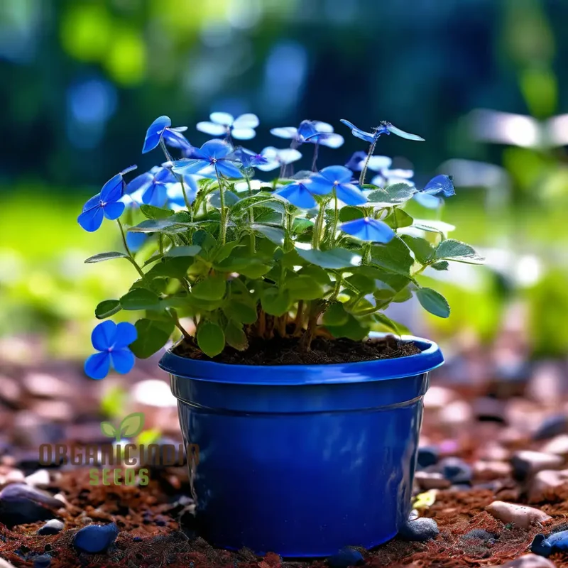 Stunning Blue Ground Cover Flowering Plant Seeds - Perfect for Enhancing Your Garden with Lush, Low-Maintenance Beauty through Thoughtful Planting and Gardening