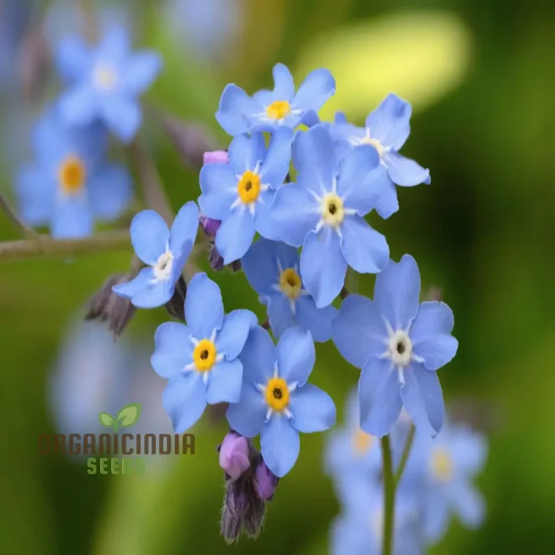 Stunning Blue Ground Cover Flowering Plant Seeds - Perfect for Enhancing Your Garden with Lush, Low-Maintenance Beauty through Thoughtful Planting and Gardening