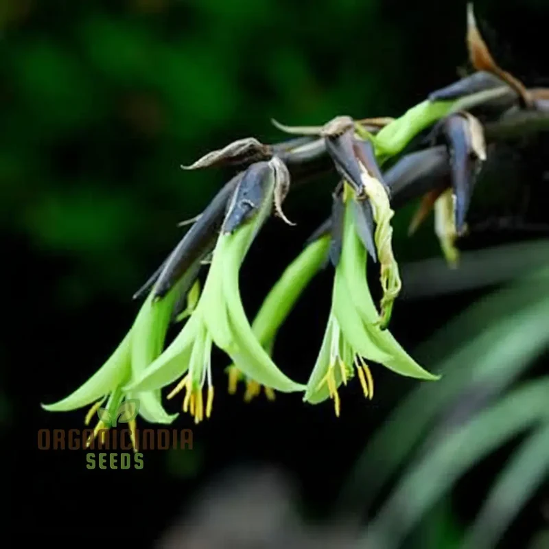 Green Puya Mirabilis Flower Seeds, Rare and Striking Blooms, Easy-to-Growing and Exotic Garden