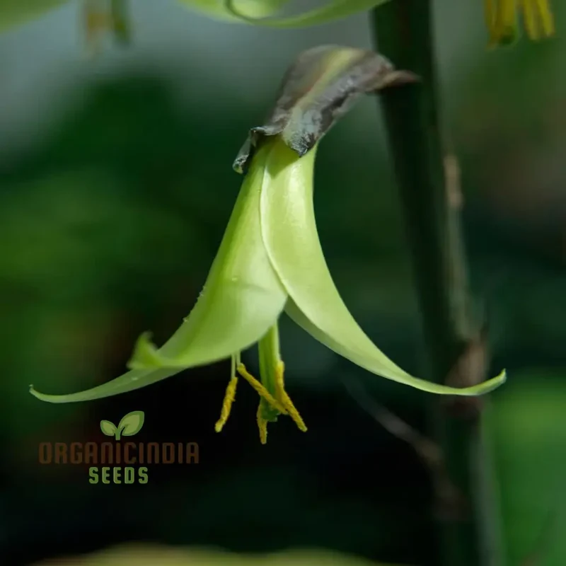 Green Puya Mirabilis Flower Seeds, Rare and Striking Blooms, Easy-to-Growing and Exotic Garden