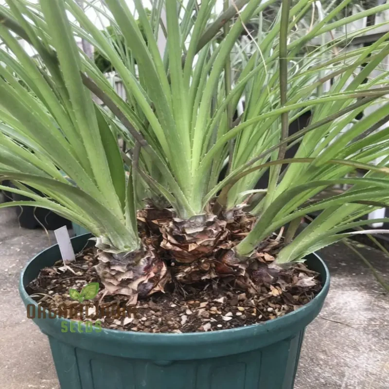 Green Puya Mirabilis Flower Seeds, Rare and Striking Blooms, Easy-to-Growing and Exotic Garden