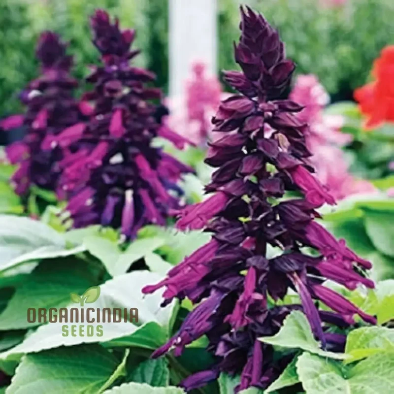 Purple Salvia Flower Seeds – Vibrant Long-Blooming Spikes for Borders, Pollinator Gardens, Containers & Outdoor Landscaping