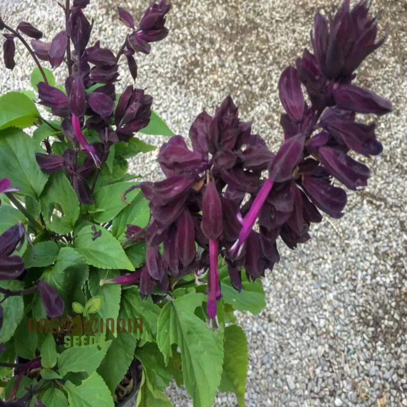 Purple Salvia Flower Seeds – Vibrant Long-Blooming Spikes for Borders, Pollinator Gardens, Containers & Outdoor Landscaping