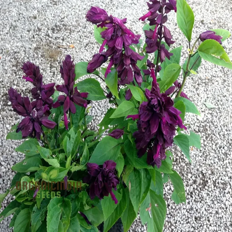 Purple Salvia Flower Seeds – Vibrant Long-Blooming Spikes for Borders, Pollinator Gardens, Containers & Outdoor Landscaping