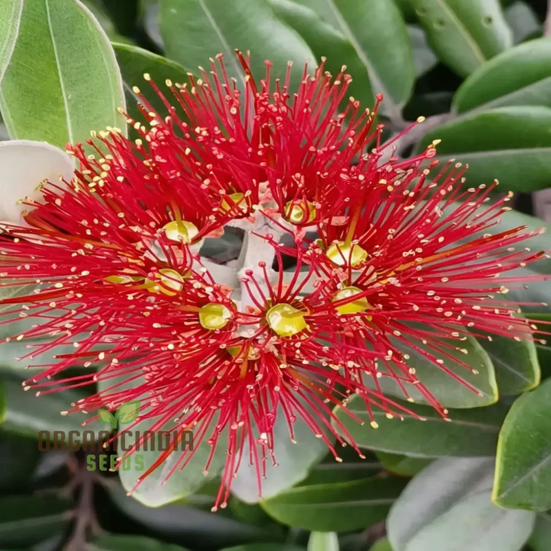 Pohutukawa Seeds for Planting,Elevate Your Gardening Experience with Stunning Blooms