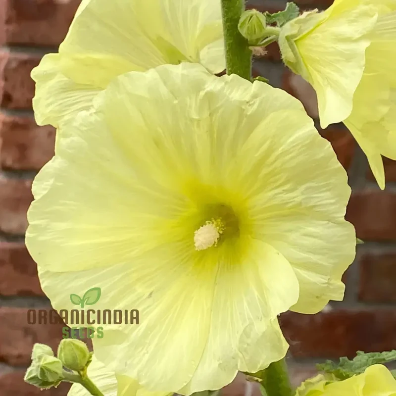 Radiant Blooms, Yellow Giant Hollyhock Flower Seeds - Ideal for Perennial Planting and Gardening to Enrich Your Landscape